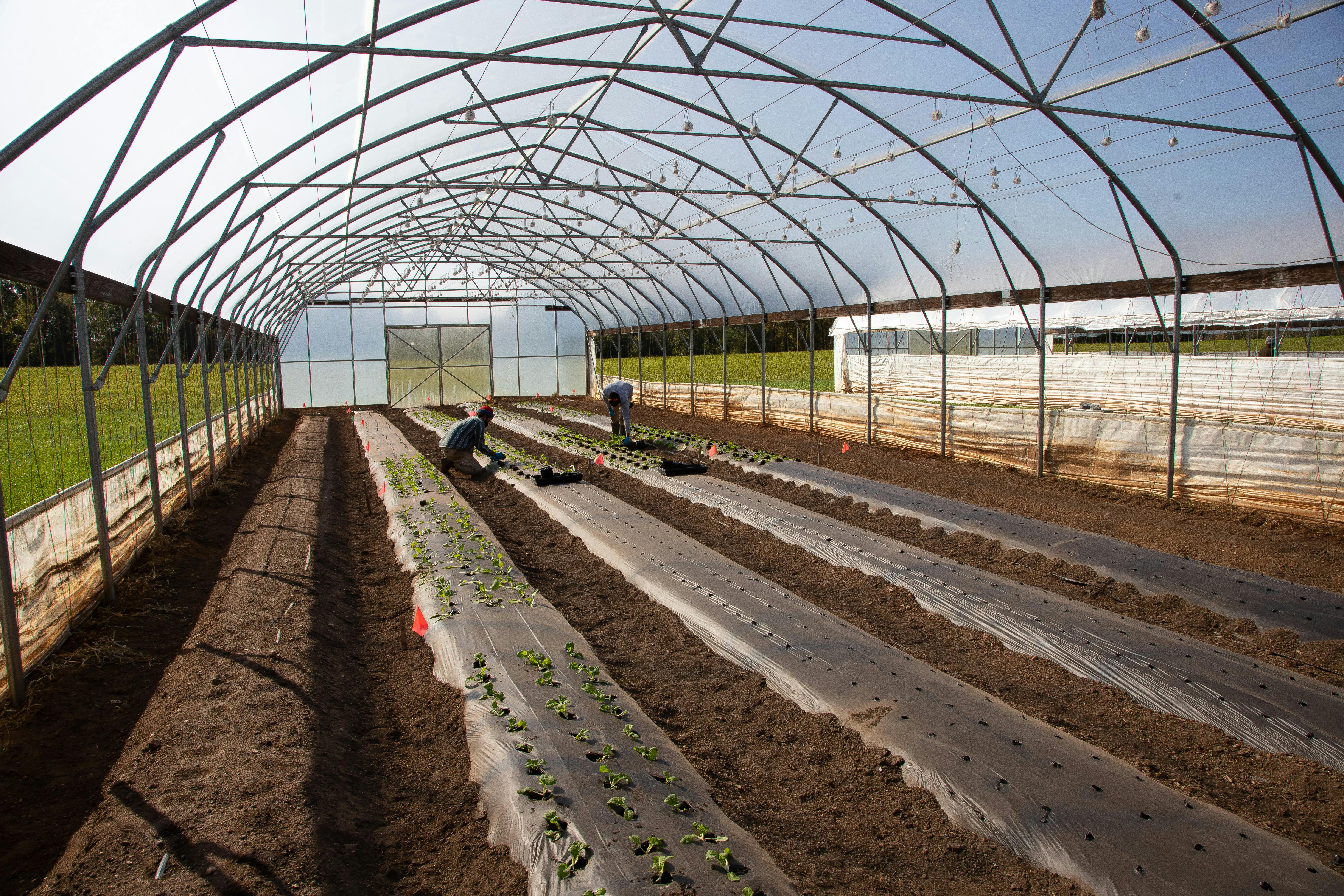 Servicios agrícolas y agrotecnología
